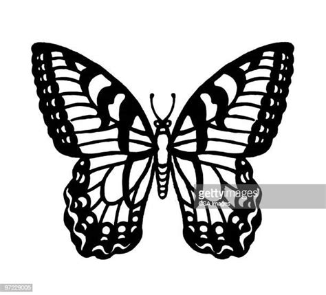 Black And White Butterfly Photos And Premium High Res Pictures Getty