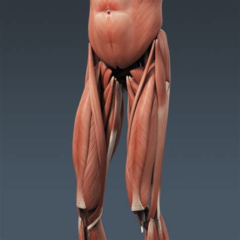 Human Female Body Muscular System And Skel 3d Model Max Obj 3ds