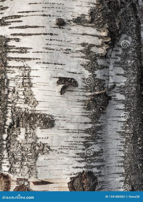 The Texture Of The Birch Tree With A Unique Bark Pattern Stock Image
