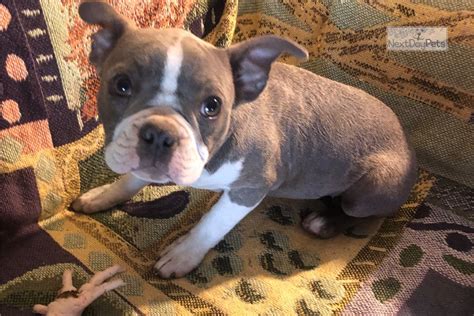 Boston terrier puppies for sale. Blue Lily: Boston Terrier puppy for sale near Chicago, Illinois. | a4e35119-76a1