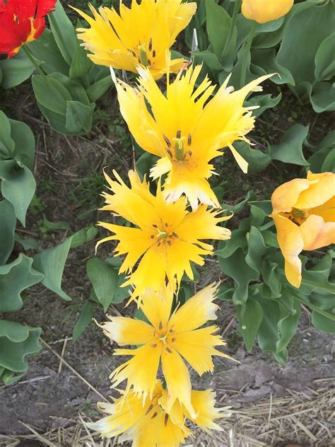 30 Of The Rarest Tulips In The World Check Out This Exclusive Photo