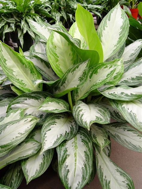 House Plants For Low Light Pennlive Com