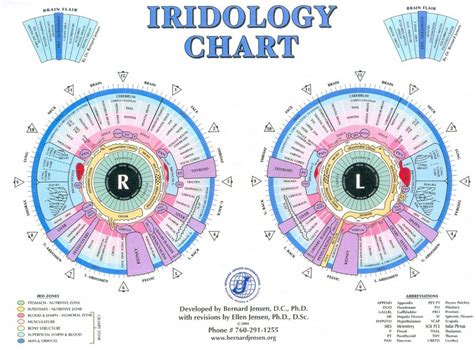 Iridology Eye Chart Diagnosis Iriscope Iridology Camera Iriscope