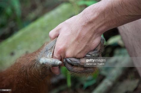 Closeup Of Man Holding Orangutan Hand High Res Stock Photo Getty Images