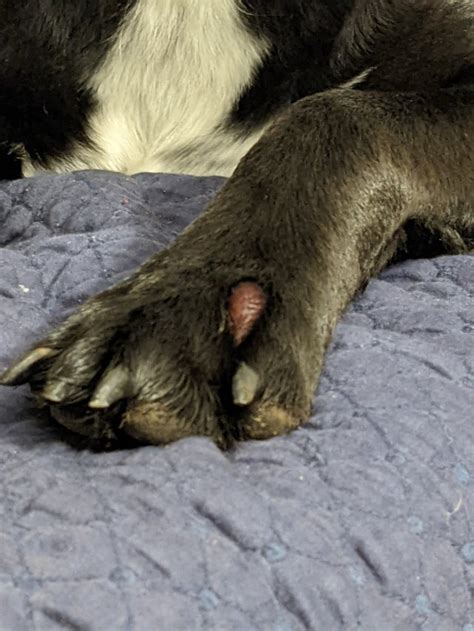 Weird Red Bump On Paw Rdogs