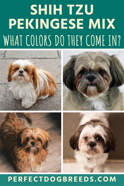 They have the look of a squished in flat face, which most small dog breeds have. Shih Tzu Pekingese Mix Colors | Pekingese mix, Pekingese ...
