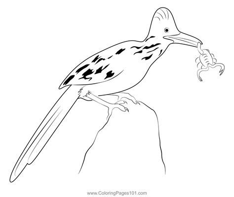 Road Runner 1 Coloring Page For Kids Free Cuckoos Printable Coloring