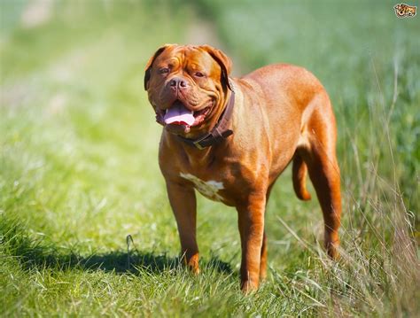 Dogue De Bordeaux Hereditary Health And Longevity Pets4homes