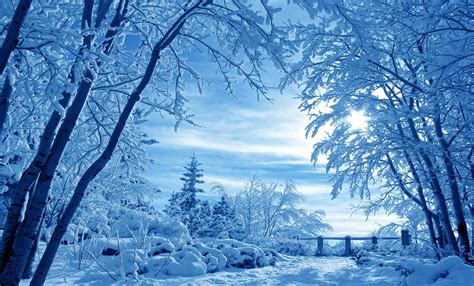 Download Tree Snow Landscape Nature Winter Hd Wallpaper