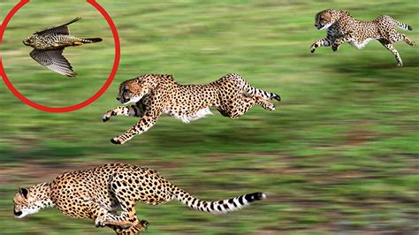 These Are The Worlds Fastest Animals