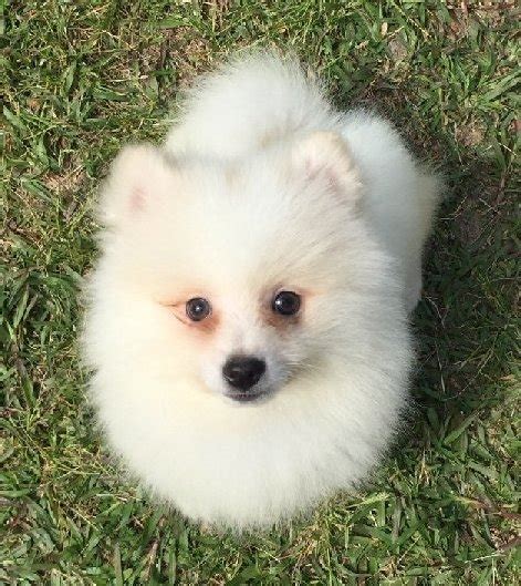 Adorable Pomeranian Puppies For Adoption For Sale Adoption From