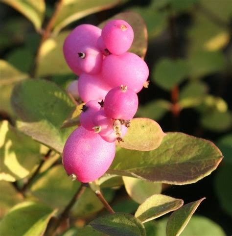 Pink Snowberry Symphoricarpos X Doorenbosii Marleen Canada
