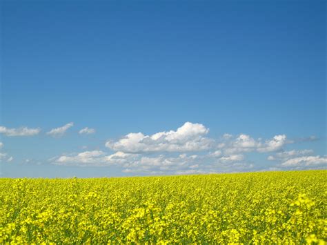 Yellow Rapeseed Flower Field Under White Clouds Blue Sky Hd Wallpaper