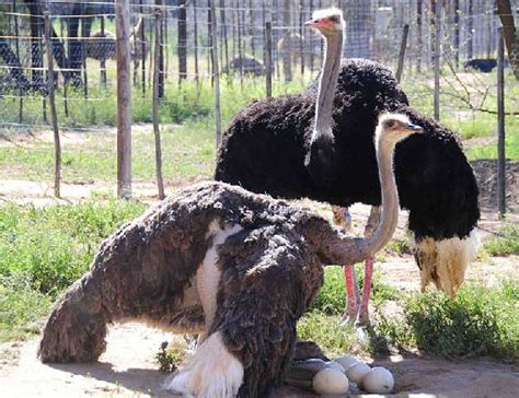 Internet archive html5 uploader 1.6.4. Beberapa Fakta Menarik Tentang Burung Unta: Burung ...