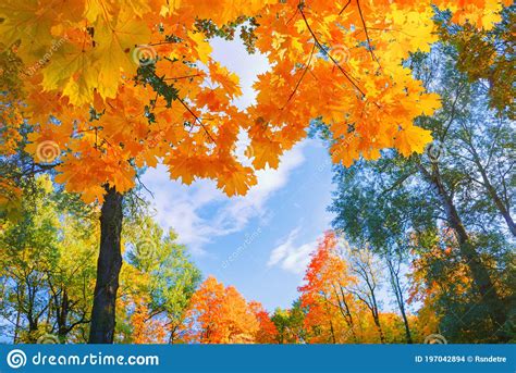Autumn Background Landscape Yellow Color Tree Red Orange Foliage In