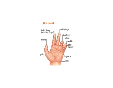 Finger Noun Definition Pictures Pronunciation And Usage Notes