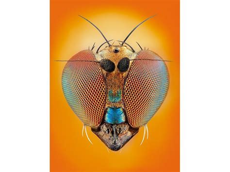 A Close Up Of A Bug On An Orange Background With The Image Of A Beetle