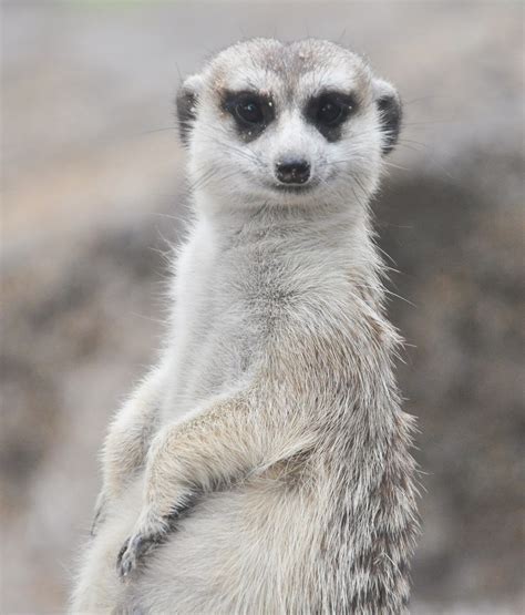 Gayl Wright M Is For Meerkat