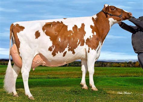 Holstein Dairy Cattle Cattle Holstein