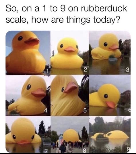 Somewhere Between 5 And 9 😂😂😂 Rubber Duck Funny Duck Funny Memes About Girls