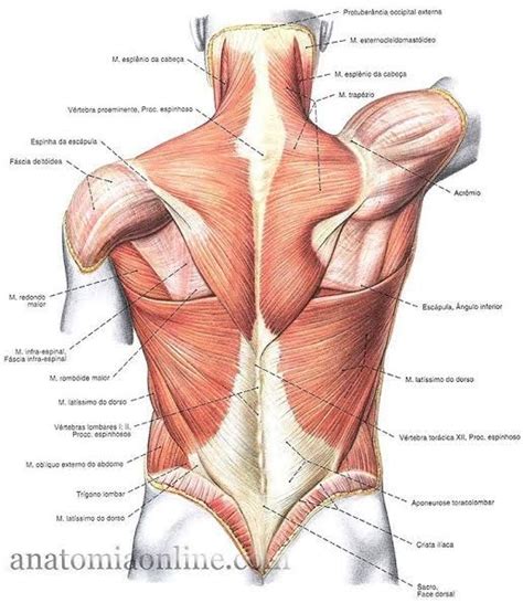 An Image Of The Back Muscles And Their Major Functions In Human Body