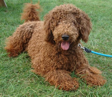 Irish doodles are an amazing mix between a irish setter and a poodle. Irish Doodle & Goldendoodle Puppies For Sale Eagle Valley ...