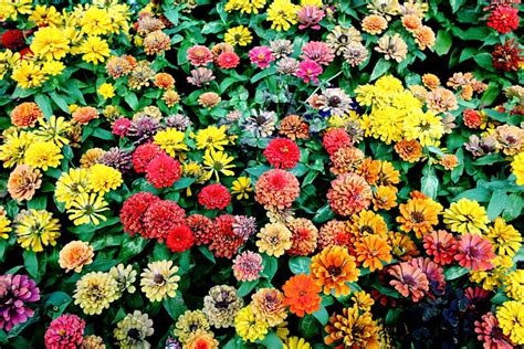 Multiple Flowers Flickr Photo Sharing