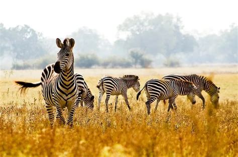 Top 126 Tropical Savanna Plants And Animals