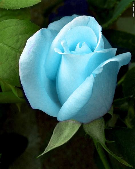 Arriba 99 Imagen De Fondo Rosas Azules Hermosas Y Brillantes Con
