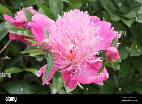 Paeonia Lactiflora Kelways Majestic Peony Flowering In Summer June