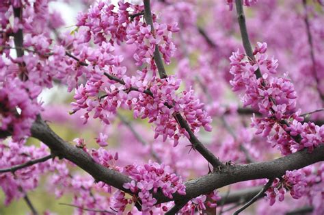 Rogers trees and shrubs, in fact, lists over 1,000 species as having white flowers, and those are merely the decorative types; UMD Arboretum and Botanical Garden: Redbuds, Adaptable and ...