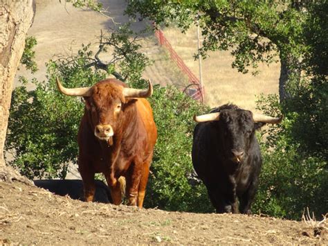 Las Capas Del Toro De Lidia Parte I Bull Watch Cadiz