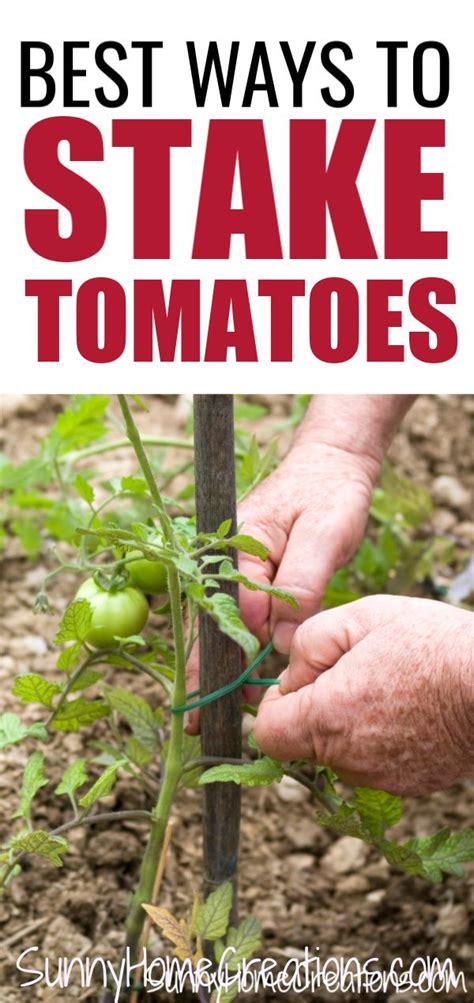 Best Ways To Stake Tomatoes Tomato Plants Growing Tomato Plants