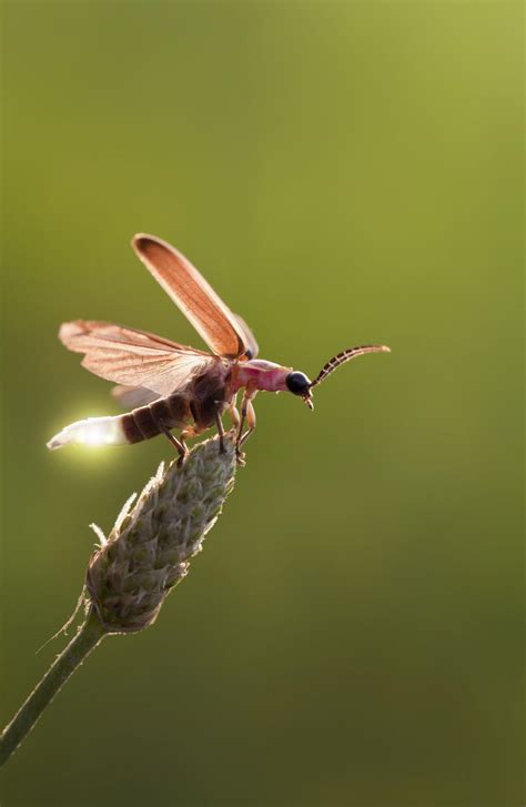 fireflies have a potential protective mus eurekalert