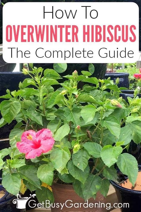 Ultimate Guide To Indoor Hibiscus Care Artofit