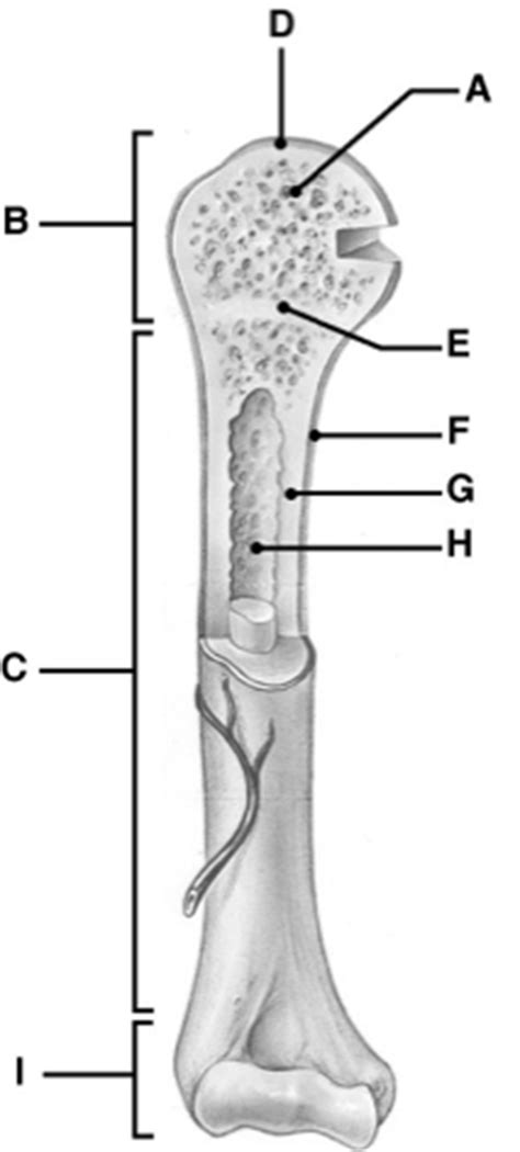 Labelled diagram of long bone. Wednesday, October 19, 2016