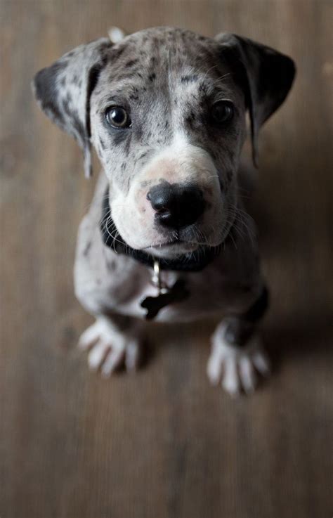 The color preference for breeding is commonly approached through color families, where it's considered more acceptable to cross colors within the family than to bridge across families. merle great dane puppy.... WANT ONE SO BAD!!! | Animals ...