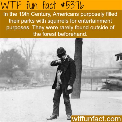 Squirrels Wtf Fun Facts