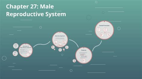Chapter 27 Male Reproductive System By Makenzie Cook
