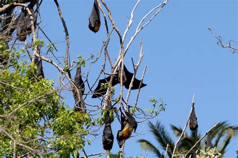 Flying Fox Dispersal Program To Start St George And Sutherland Shire