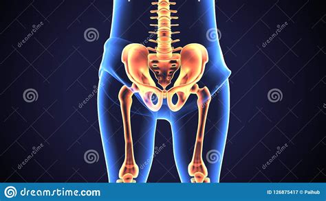 The part of the body at the bottom of the leg on which a person stands: Normal Shape Of Human Pelvic Bone . 3d Illustration About Medical And Health Stock Illustration ...