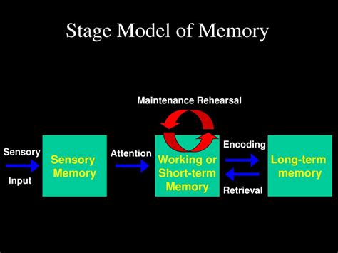 Ppt Three Stages Of Memory Powerpoint Presentation Free Download