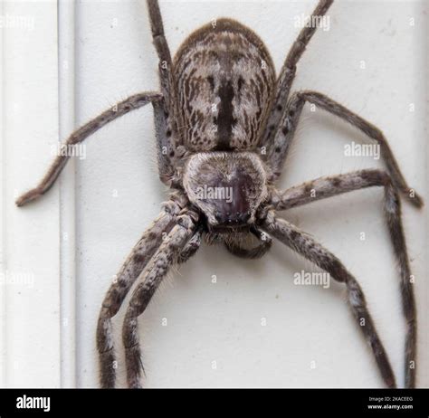 Australian Giant Grey Huntsman Spider Holoconia Immani Female In