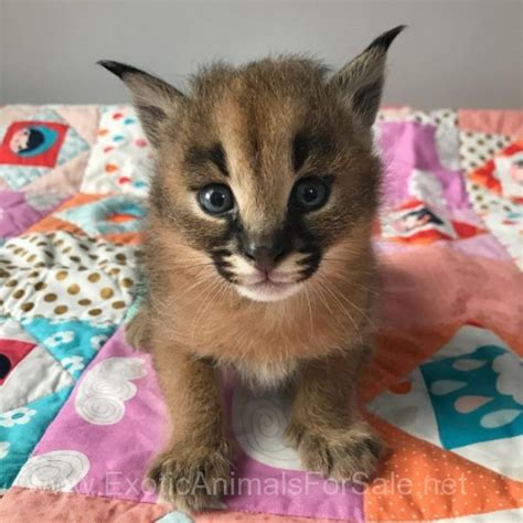 Find the perfect family home for your new puppies or kittens, join hundreds of uk pedigree breeders and create your own profile in minutes. Servals For Sale