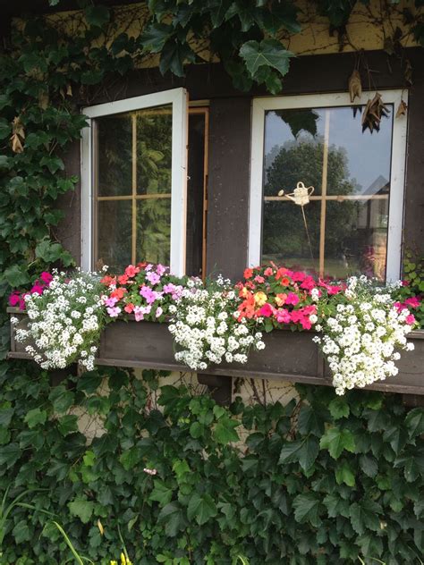 Good Window Box Flowers For Part Sun In Midwest Sweet Alyssum