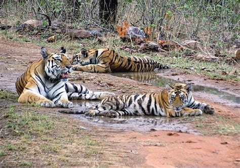 Expanding Tiger Conservation