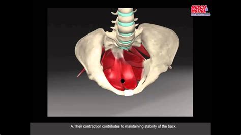 Skeletal muscles are the only voluntary muscle tissue in the human body and control every action that a person consciously performs. Core Muscle Analysis - YouTube