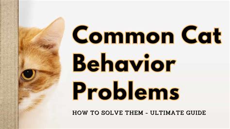 Common Cat Behavior Problems And Solutions Pets Dimension