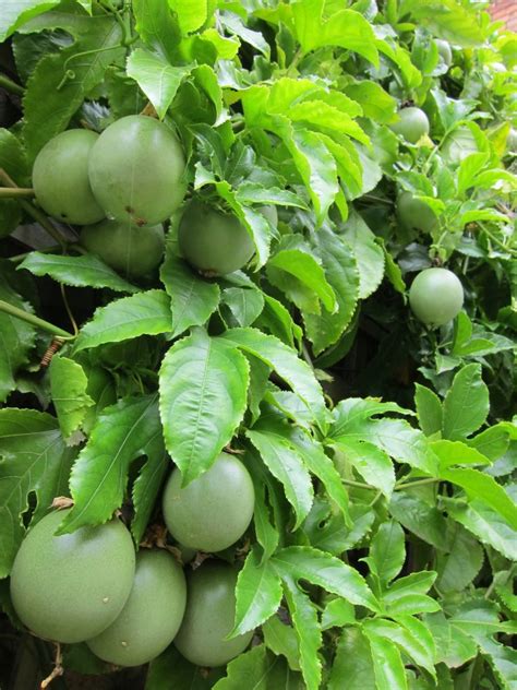 My Edible Fruit Trees: Passionfruit Vines VIC