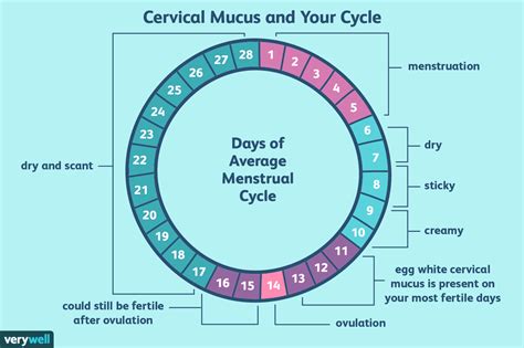 What Is Egg White Cervical Mucus Ewcm